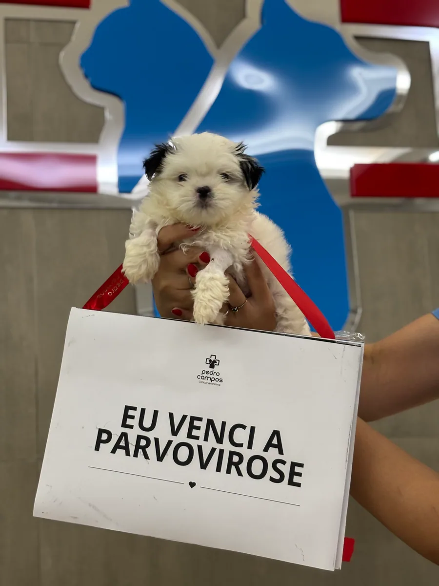 Paciente atendido pelo PetCampos