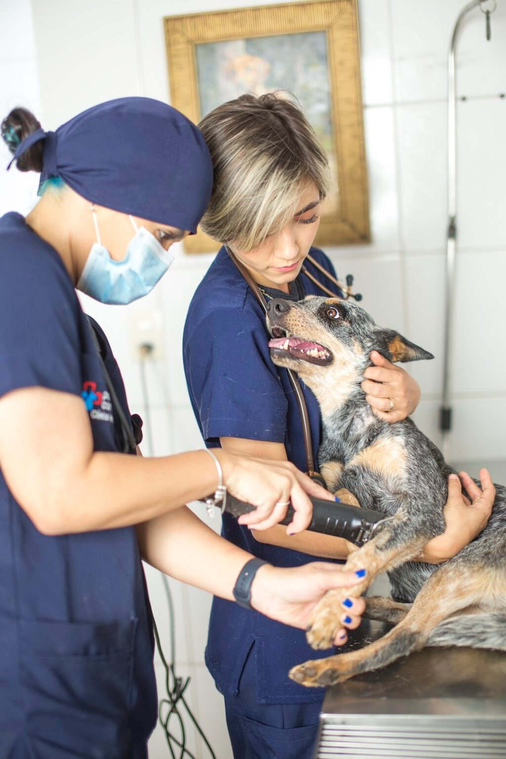 Equipe do hospital examinando um cão sobre a mesa de atendimento
