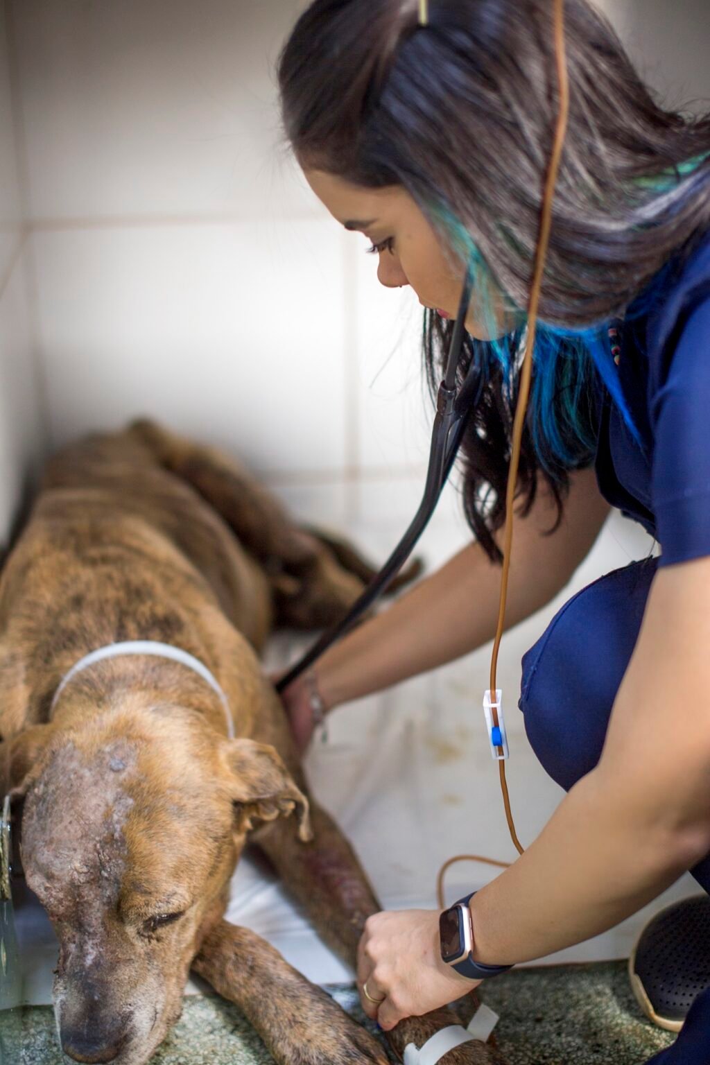 Veterinária acompanhando um cão internado com acesso venoso